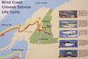 Parcours des saumons